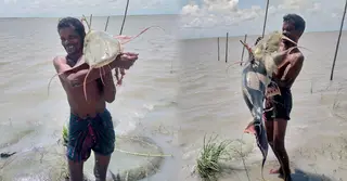 পদ্মায় ধরা পড়ল ১৪ কেজি ওজনের বিপন্ন বাঘাইর